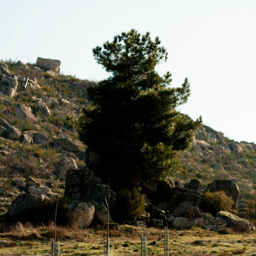 Quinta Do Chaozinho Villa Alijó Dış mekan fotoğraf