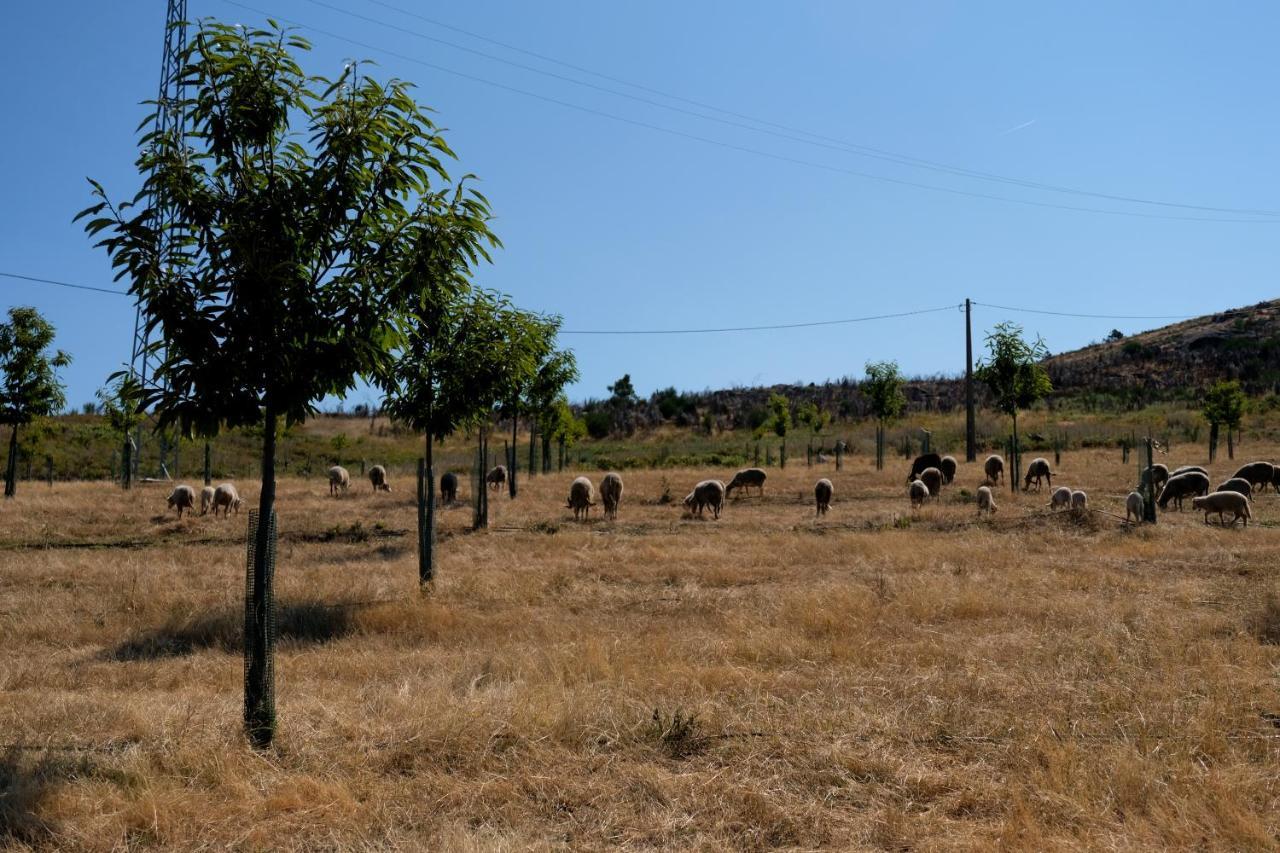 Quinta Do Chaozinho Villa Alijó Dış mekan fotoğraf